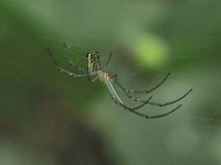 image of harvestman
