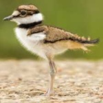image of bird