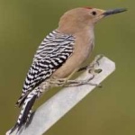 image of bird