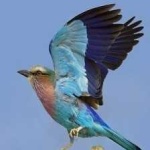 image of bird