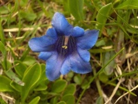 image of flower