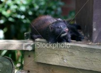 image of mink