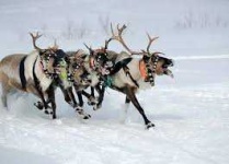 image of reindeer #31