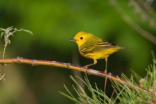 image of warbler