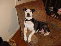 image of american_pit_bull_terrier #9