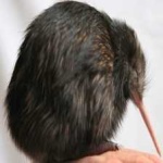image of bird