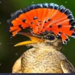 image of bird