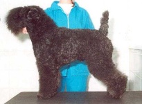 image of kerry_blue_terrier