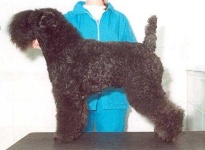 image of kerry_blue_terrier #0