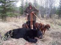 image of american_black_bear