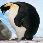 image of bird