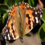 image of animal
