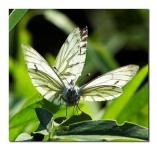 image of cabbage_butterfly