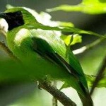 image of bird