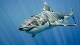 image of animal