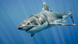 image of shark #33