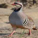image of bird