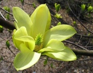 image of magnolia #52