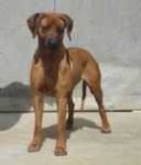 image of rhodesian_ridgeback