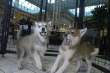 image of timber_wolf