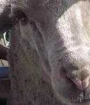 image of animal