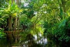 image of rainforest