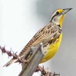 image of bird