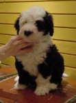 image of old_english_sheepdog
