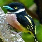 image of bird