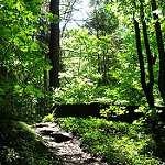 image of forest