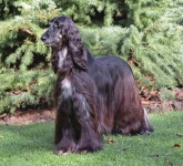 image of afghan_hound #27