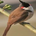 red_wiskered_bulbul