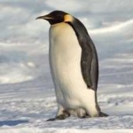 image of emperor_penguin #25