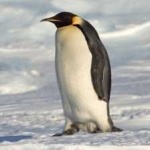image of bird