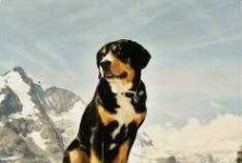 image of entlebucher