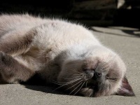 image of siamese_cat