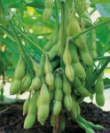 image of beans #28