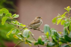 image of animal