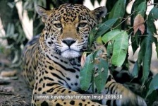 image of jaguar_car