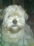 image of lhasa