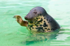 image of animal