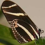 image of animal