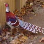 image of bird