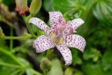 image of flower