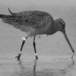 image of bar_tailed_godwit #11