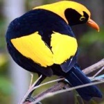 image of regent_bowerbird #27