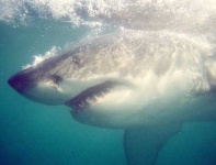 image of great_white_shark #30