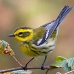 image of bird