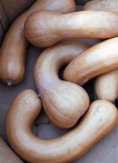 image of butternut_squash