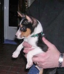 image of basenji